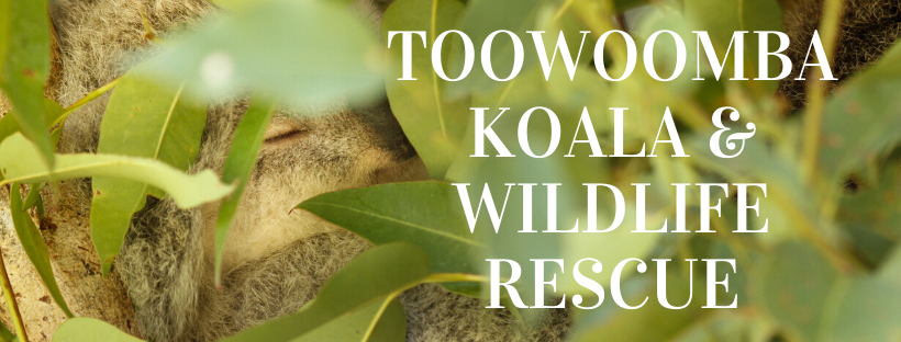Toowoomba Koala and Wildlife Rescue