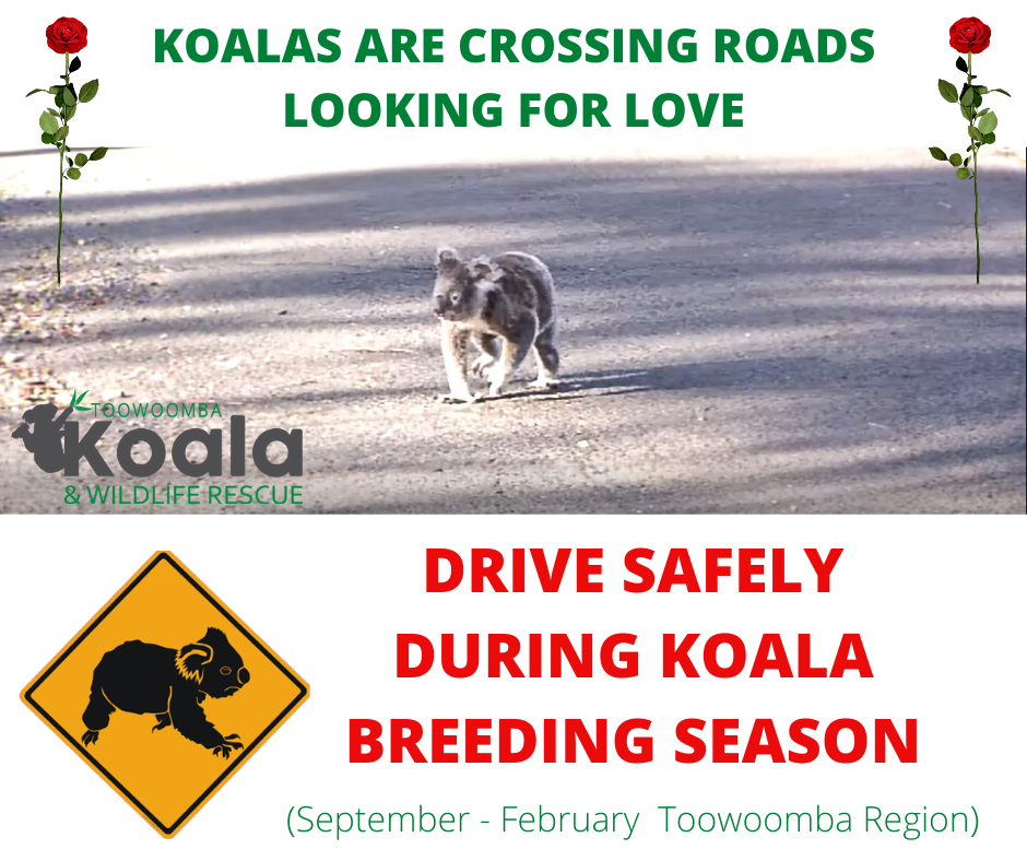 Koalas are crossing roads looking for love