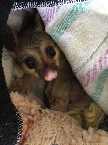 Annie Orphaned Brushtail Possum - Toowoomba Koala and Wildlife Rescue