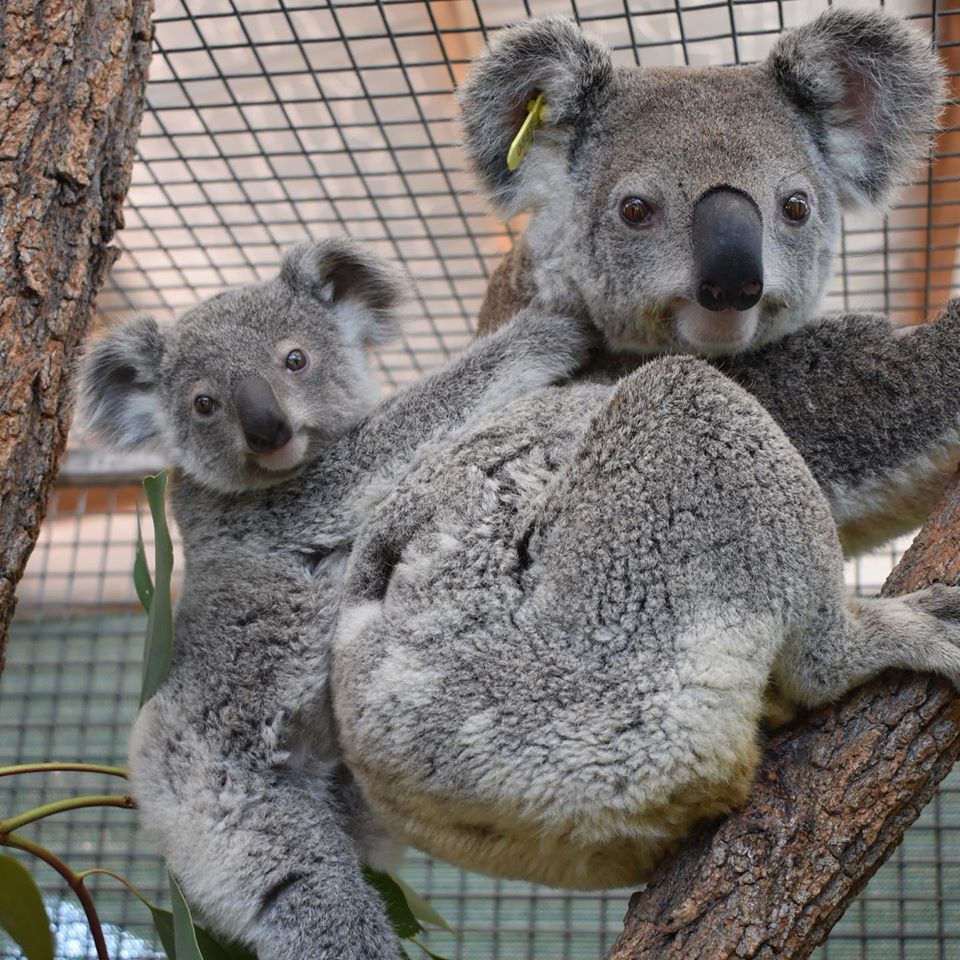 Judi Gray Toowoomba Koala and Wildlife Rescue