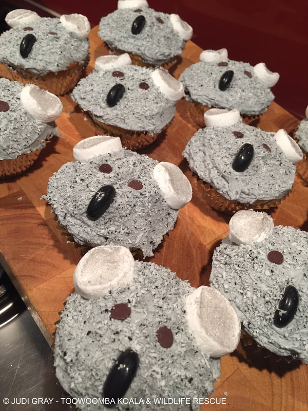 How to make and decorate Koala Cupcakes - Copyright Toowoomba Koala & Wildlife Rescue