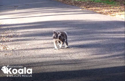 Koala Crossing a Road in Toowoomba Region. Photo Copyright Toowoomba Koala and Wildlife Rescue