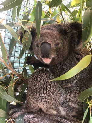 Penny Bushfire Koala Survivor Toowoomba Koala and Wildlife Rescue