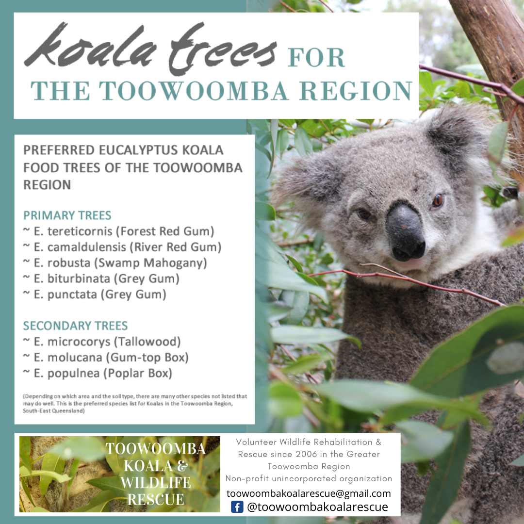 Koala Trees for the Toowoomba Region - Toowoomba Koala and Wildlife Rescue